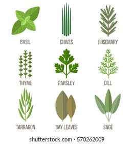 Vector set of culinary herbs illustrations. Flat style.