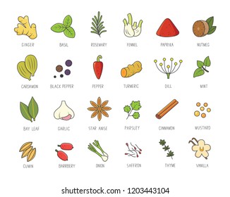 Vector set of culinary spices and herb for your menu or kitchen design. Condiments collection, ginger, basil, paprika, chili pepper, garlic in linear style.