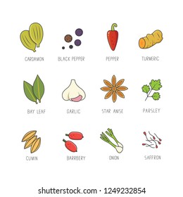 Vector set of culinary spices and herb for your menu or kitchen design. Condiments collection in line art style.