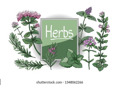 Vector set with culinary spicy herbs.  Rosemary, thyme, mint, oregano, melissa (sweet-Mary) with stems, branches, leaves and flowers. Herb isolated on white background. Sketch illustration.