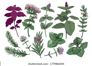 Vector set with culinary spicy herbs.  Rosemary, thyme, mint, oregano, melissa, green and purple cinnamon basil and Italian basil with leaves and flowers. Herbal sketch.
