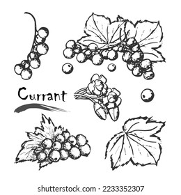 Vector set of currant illustrations