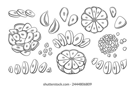 Vector set of cut and chopped garlic. Hand drawn outline illustration of garlic slices, cloves. Collection of garlic design elements. Healthy vegetable ingredient for cooking, condiment and spice.