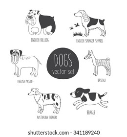 Vector set with cute cartoon dos of different breeds: English Buldog, English Sprinter Spaniel, English Mastiff, Basenji, Australian Shepherd, Beagle.