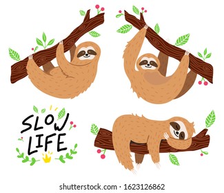 Vector set of cute cartoon sloths hanging on the tree branch in Amazon rainforest. South America animal illustration, great design for baby products. 
