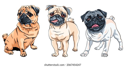 Vector set of cute dogs fawn pug breed, the most common colouring