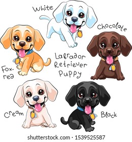 Vector set of cute little puppy Labrador Retriever dog with primary colour varieties, White, Black, Chocolate, Yellow cream and fox-red