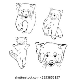 Vector set cute red pandas in sketch style  Hand drawn