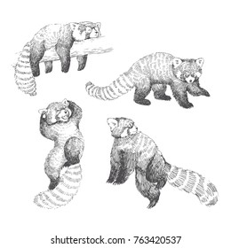 Vector set of cute red pandas in sketch style. Hand drawn illustrations with funny wild animals isolated on white