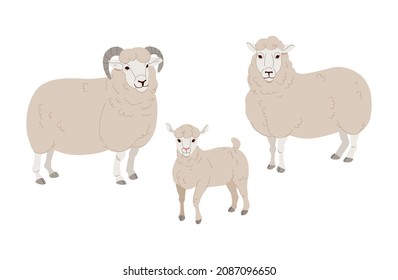 Vector set Cute Sheep and Ram isolated retro illustration. Standing Sheeps silhouette on white.
