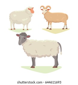 Vector set Cute Sheep and Ram isolated retro illustration. Standing Sheeps silhouette on white. Farm fanny milk young animals