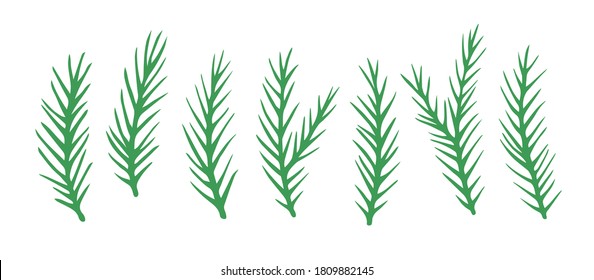 Vector set of cute spruce branches. Hand drawn elements for Christmas design, isolated on white background