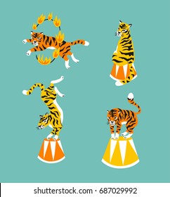 Vector set of cute trained tigers. Circus animal  show. Isolated design elements.