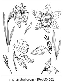 Vector set with daffodils. Flowers in different angles with separate elements.