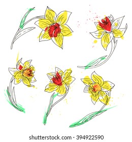 vector set of daffodils with paint stains, hand drawn floral elements