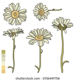 Vector set of daisies. Flowers in different angles. A line drawing with a color fill.