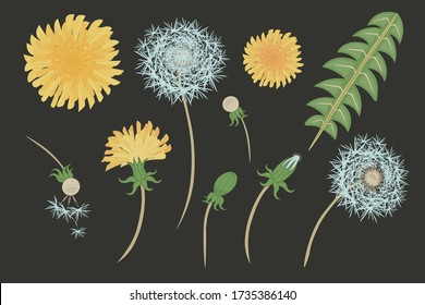 Vector set of dandelion flowers (blowball, taraxacum) isolated on black. Illustration of all flowering stages. Collection of editable design elements for print, collage, greeting card, wallpapers