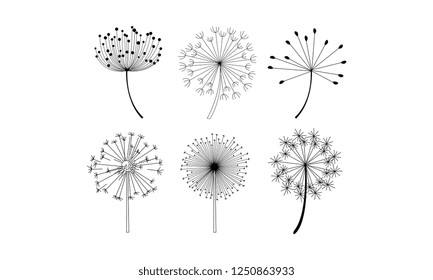 Vector set of dandelion flowers with fluffy seeds. Natural decorative elements in linear style