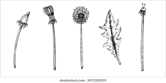 Vector set of dandelion flowers and leaf. Hand painted linear flowers. Graphic clipart isolated on background. Botanical and wedding illustration. For designers, invitations, decoration, postcards, wr