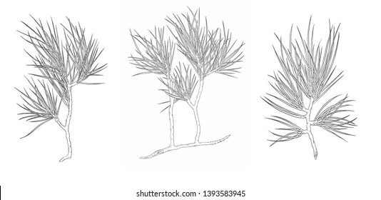 Vector set Decorative branch of a Christmas pine tree. Contour illustration