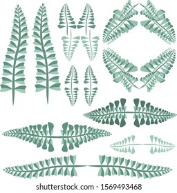 Vector set of decorative elements and frames. Abstract image of fern.