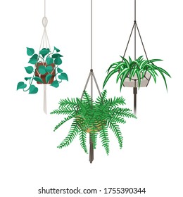 Vector set of decorative hanging houseplants isolated on white background. Bundle of trendy macrame hangers for plants growing in pots