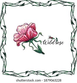 Vector set of delicate pink wild rose flowers, floral arrangements