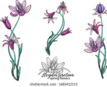 vector set of delicate spring flowers. Flowers. Spring flowers