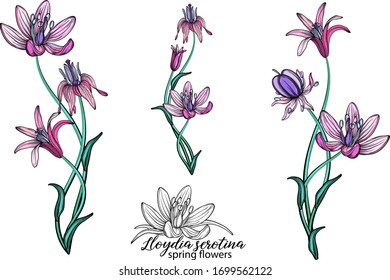 Vektorillustration mit feinen Frühlingsblumen. Blumen. Frühlingsblumen