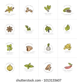 Vector set design colorful templates logo and emblems - herbs and spices. Different spices icon. Logos in trendy linear style isolated on white background