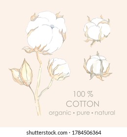 Vector set for design and decoration of a branch of cotton flowers and leaves in a realistic style. Natural organic pure cotton flower.