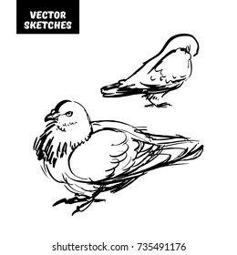 Vector set of design elements. Sketches in ink, doves