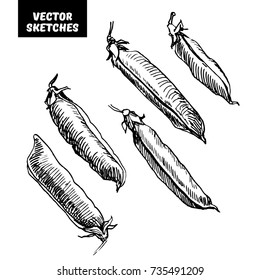 Vector set of design elements. Sketches in ink, pea pods