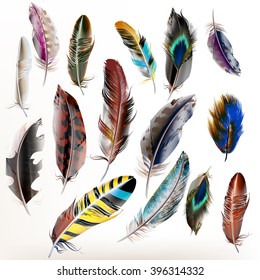 Vector set of  detailed bird feathers in realistic style