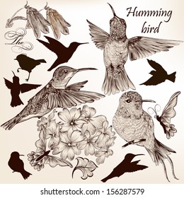 Vector set of detailed hand drawn birds for design