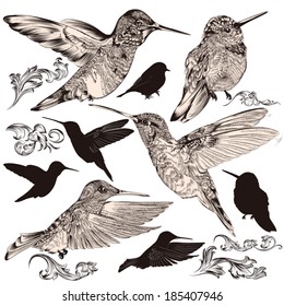 Vector set of detailed hand drawn birds for design