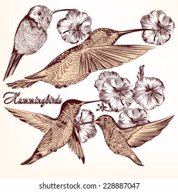 Vector set of detailed hand drawn birds for design