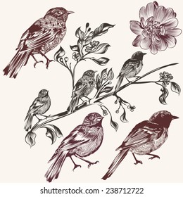 Vector set of detailed hand drawn birds for design