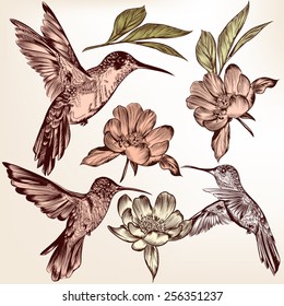 Vector set of detailed hand drawn birds for design