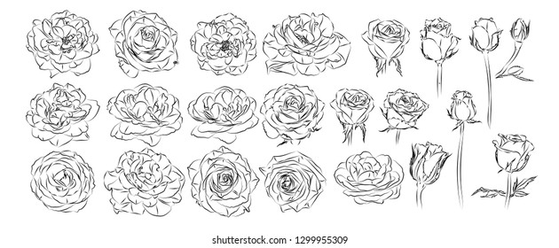 Vector set of detailed, isolated outline Rose bud sketches in black color. Vector illustration for design on white background.