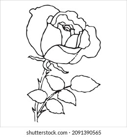 Conjunto vectorial de dibujos detallados y aislados del borde Rose bud en color negro. Ilustración vectorial para el diseño sobre fondo blanco.

