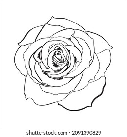 Vector set of detailed, isolated outline Rose bud sketches in black color. Vector illustration for design on white background.
