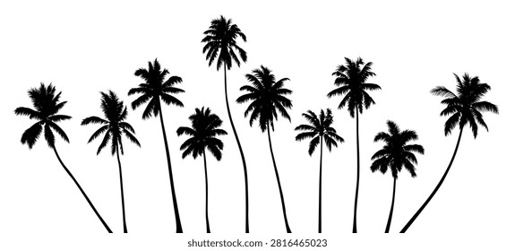 Vector set of detailed realistic black silhouettes of various palm trees