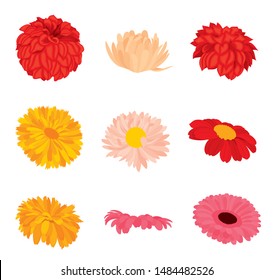 Vector set of detailed, realistic, blooming various flower buds side view, in color, isolated on white background. 