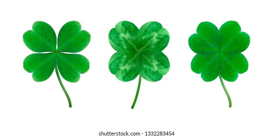 Vector set of detailed realistic four-leaf shamrocks. St. Patrik's day design elements. Gradient mesh.	