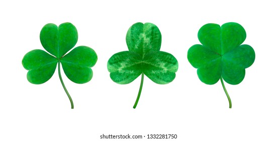 Vector set of detailed realistic three-leaf shamrocks. St. Patrik's day design elements. Gradient mesh.	