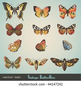 vector set: detailed vintage butterflies