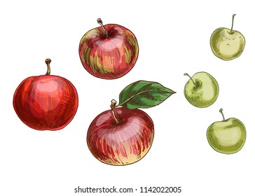Vector set of different apples isolated on white background. Delicious fruit harvest. Red and green apples