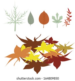 Vector Set Of Different Autumn Leaves Isolated
