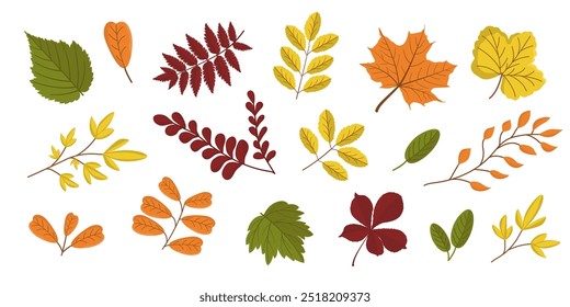 Vector set of different autumn leaves. Botanical illustration in the cold season. Autumn composition. Colored fallen leaves isolated on white background.